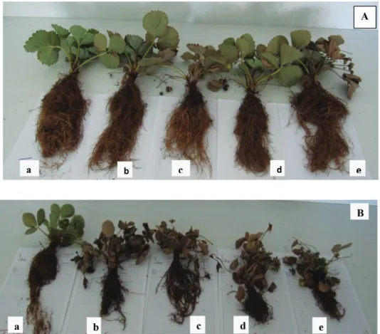 Fig. 3. Aerial parts and root system growth of three strawberry varieties, (A) Camarosa, (B) Fortuna and  (C) Festival, 6 weeks after inoculation with Colletotrichum isolates Coll1 (b), Coll2 (c), Coll3 (d) and 