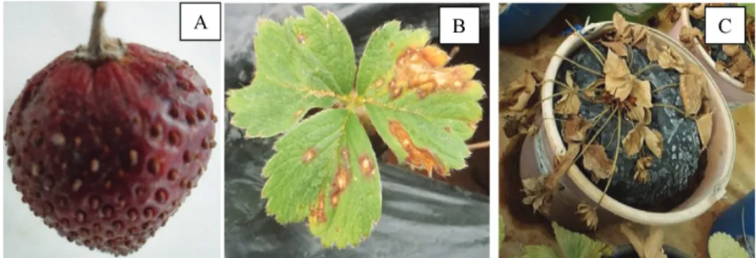 Fig. 1. Symptoms developed on a young strawberry (A), leaves (B), strawberry plant (C) after  inoculation with Colletotrichum isolates
