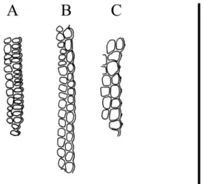 Fig. 1. Marginal cells of Tortella fasciculata and T. pseudofr agilis: A = Tortella fasciculata; B, C = T