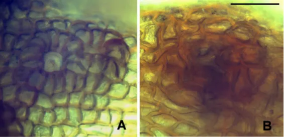 Fig. 1. Stomata of Buxbaumia in surface view. – A = Buxbaumia aphylla (Erzberger 24170); 