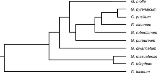 Fig. 5. Neighbor joining tree of inter simple sequence repeats data in the studied Geranium  species