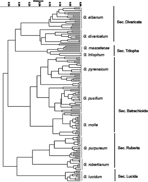 Fig. 2. UPGMA clustering of morphological characters revealing species delimitation in  subg