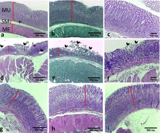 Fig. 2. Histopathological ﬁ ndings of the gastric tissue in different groups. (a – c) The control group: showing normal mucosal layer of the gastric tissue