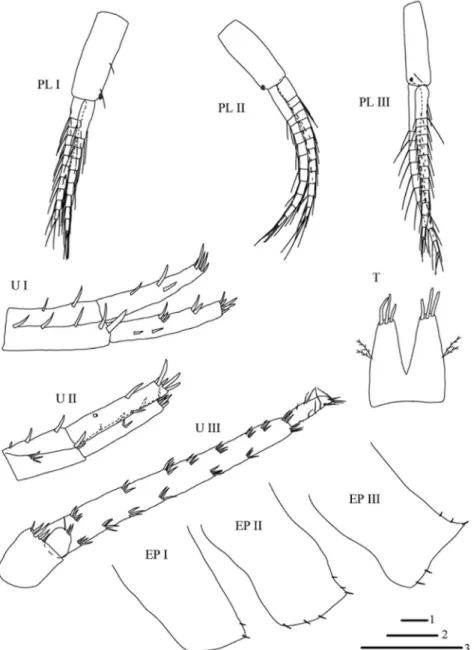 Fig. 5. Niphargus sarii sp. n., male, holotype, 11.5 mm. Legend: PL I = pleopod I, PL II = po- po-leopod II, PL III = ppo-leopod III, U I = uropod I, U II = uropod II, U III = uropod III, EP I–III =  epimeral plates I–III, T = telson