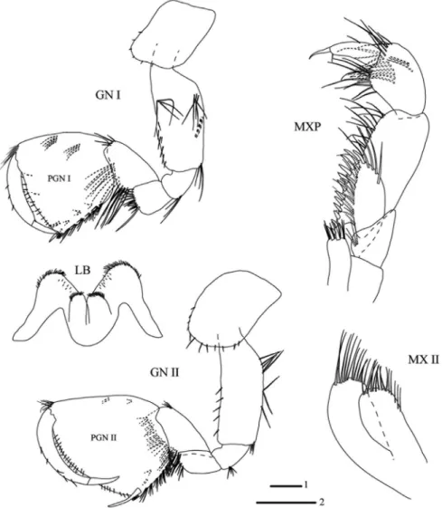 Fig. 3. Niphargus sarii sp. n., male, holotype, 11.5 mm. Legend: GN I = gnathopod I, GN II =  gnathopod II, LB = labium, MXP = maxilliped, MX II = maxilla II
