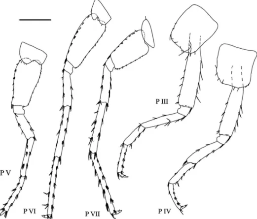 Fig. 4. Niphargus sarii sp. n., male, holotype, 11.5 mm. Legend: P III = pereopod III, P IV =  pereopod IV, P V = pereopod V, P VI = pereopod VI, P VII = pereopod VII