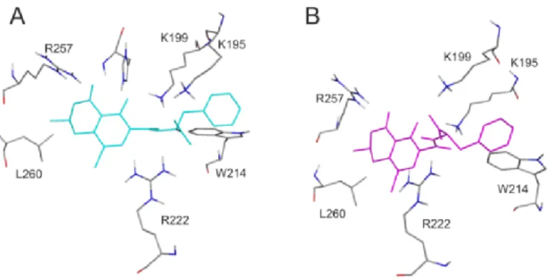 Figure 2. Binding site and position of 2′R-OTA verses OTA in Human serum albumin (HSA)