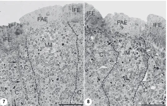 Fig. 7. Eight-day-old control chick. Under the follicle-associated epithelium (FAE) the medulla  (M) is wide and the cortex (C) is clearly separated from the interfollicular connective tissue  (ar-rows)