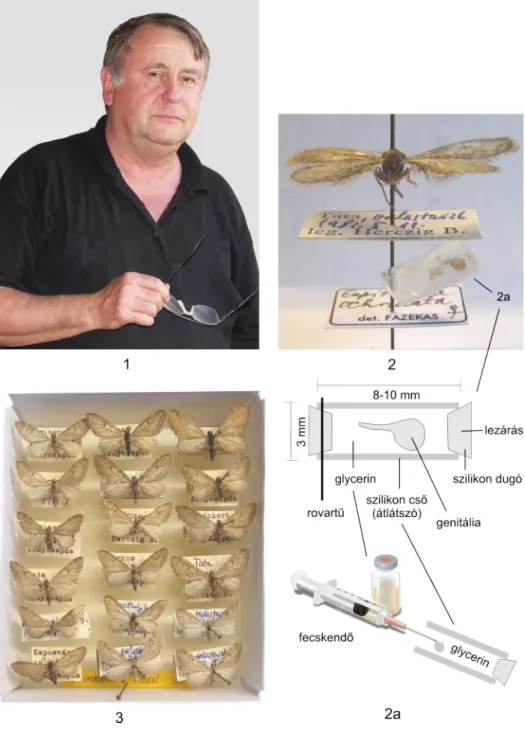 1–3. ábra: 1. Herczig Béla; 2. A genitália preparátum elhelyezése szilikon csőben,  97%-os glycerinben; 3