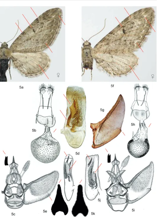 5. ábra: Az Eupithecia innotata és az E. ochridata fajpár diagnosztikus bélyegei; 
