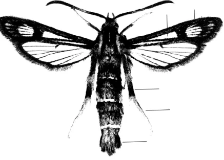 3. ábra – Figure 3. Chamaesphecia  hungarica  ♀ imágó/adult 