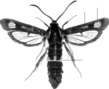 5. ábra – Figure 5. Chamaesphecia  palustris ♀ imágó/adult 