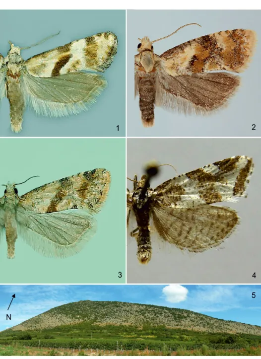 1–5. ábra: 1. Cochylimorpha woliniana (Schleich, 1868); 2. Cochylidia rupicola (Curtis, 1834); 