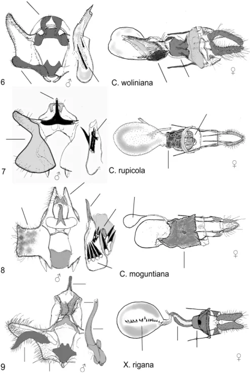 6–9. ábra: Hím és nőstény genitáliák. 6. Cochylimorpha woliniana (Schleich, 1868); 