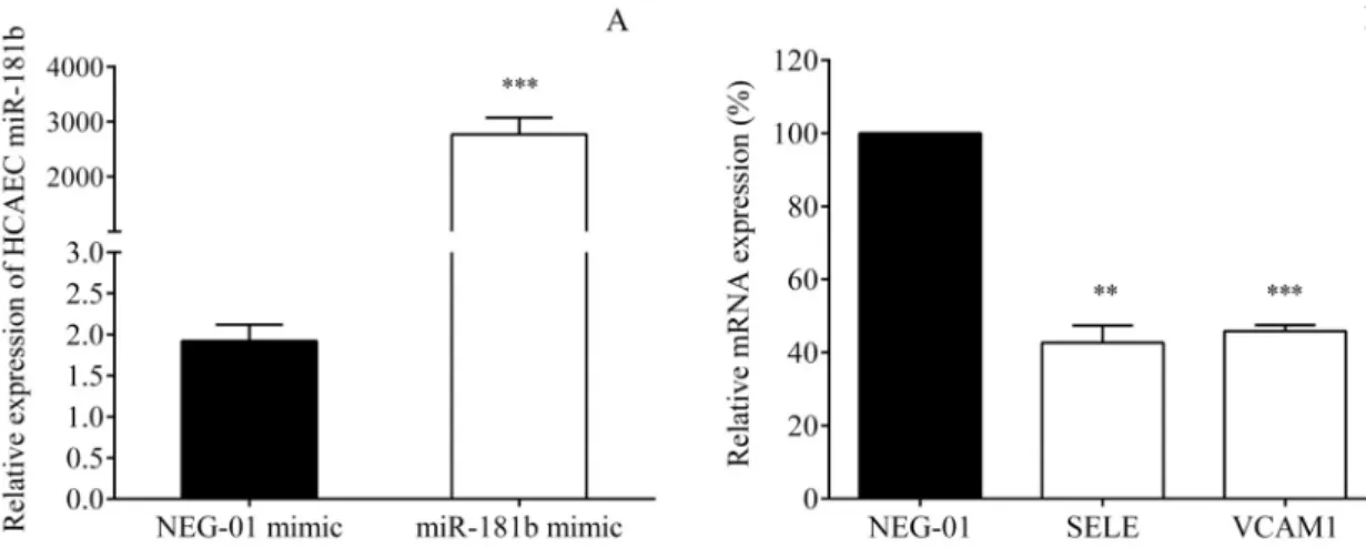 Fig 6. Overexpression of miR-181b altered the levels of SELE and VCAM1 mRNA in HCAECs