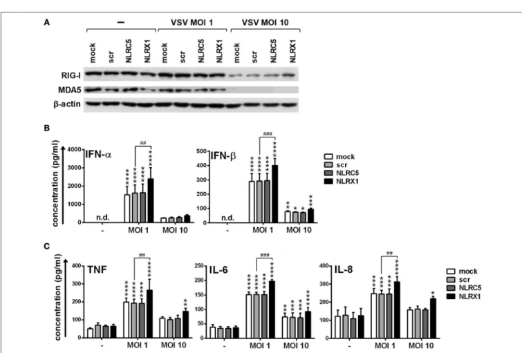 FIGURE 9 | 0.25 µM CpG-A (pre-CpG-A) for 16 h to induce the cytosolic expression of RLRs