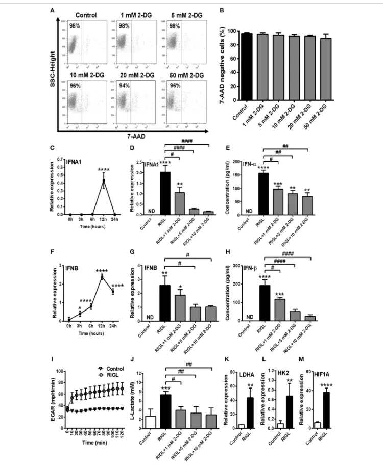 FIGURE 7 | Glycolytic switch is required to the RIG-I-mediated type I IFN production in moDCs