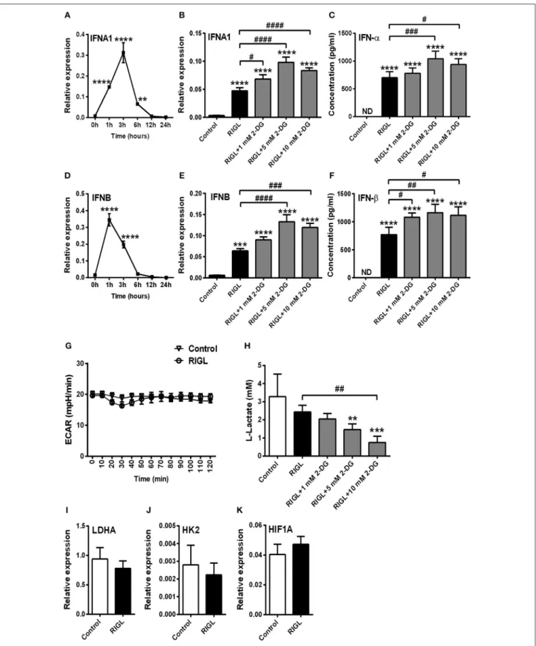 FIGURE 4 | Glycolysis is not required to the RIG-I-mediated type I IFN production in GEN2.2 cells