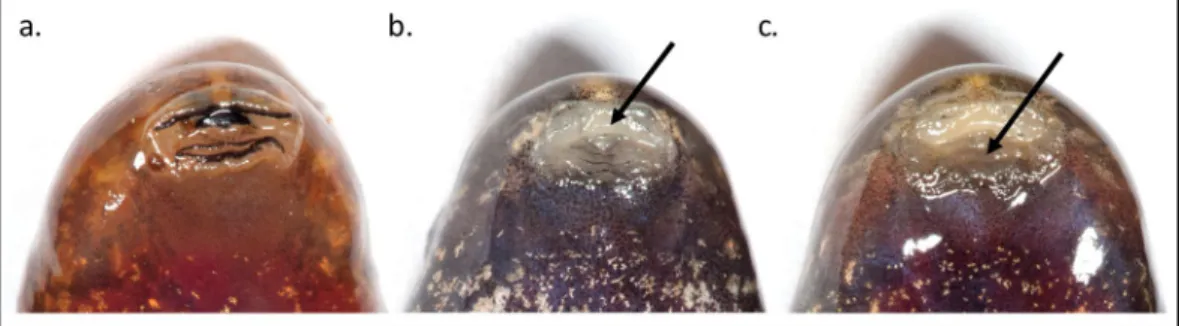 Figure 1.  Oral deformities in tadpoles of Hylodes phyllodes caused by Batrachochytrium dendrobatidis infection