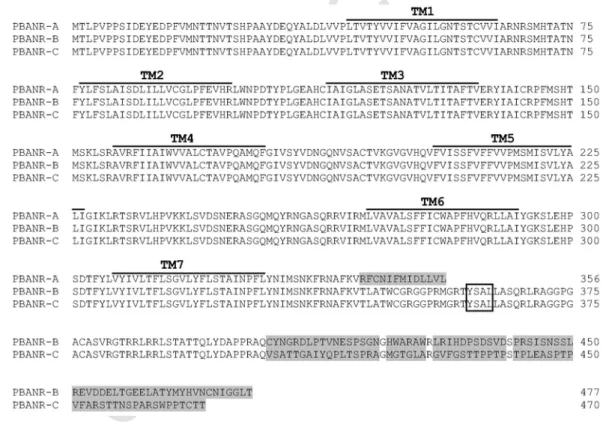 Fig. 1. Deduced amino acid sequences of the M. brassicae PBANR variants. The seven predicted transmembrane domains are overlined