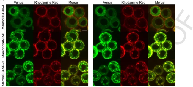 Fig. 3. Cellular localization and ligand induced-internalization of Mambr-PBANRs. The three isoforms were transiently expressed in Tni cells as C-terminally fused mVenus fluo- fluo-rescent chimeras