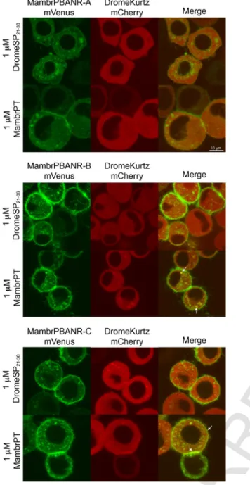Fig. 4. Ligand-induced translocation of a chimeric arrestin homolog. Tni cells tran- tran-siently co-expressing mVenus constructs of the Mambr-PBANR isoforms with DromeKurtz-mCherry