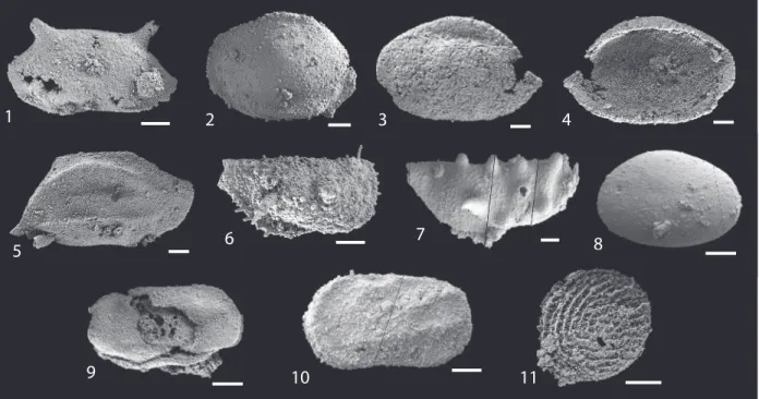 FIGURE 6. Ostracods from the sample G11, Tavusçayiri Block, Sorgun Ophiolitic Mélange, southern Turkey, Huglu Tuffite,  Spongotortilispinus moixi radiolarian  Zone,  lower  Tuvalian,  Upper  Carnian,  Late  Triassic
