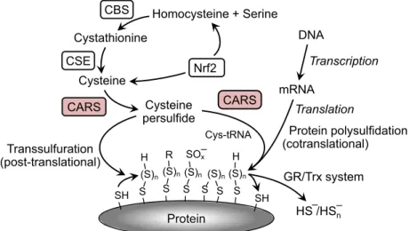 Fig. 1. A schematic drawing for the cotranslational formation of Cys-SSH and protein polysulfidation as catalyzed by CARSs