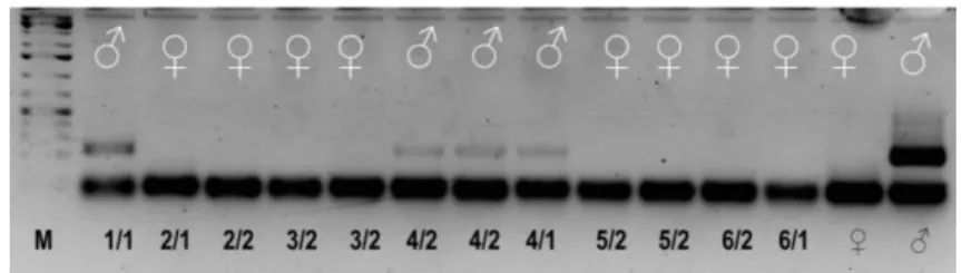 4. ábra: PCR 8-sejtes embriókból származó blasztomerekkel 