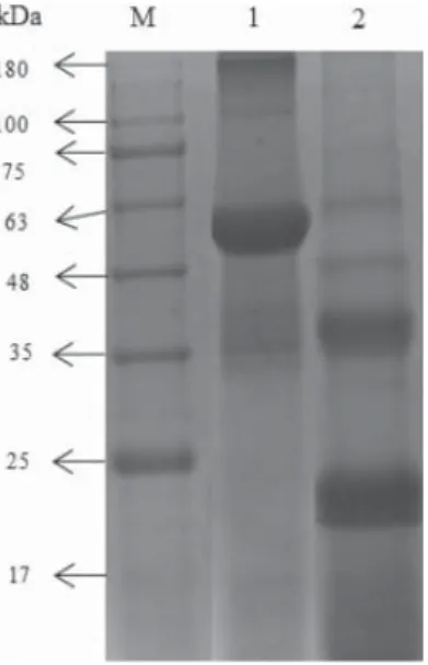 Fig. 3. SDS-PAGE pattern of TPSP. Lanes M, 1, and 2 were marker, non-reducing and reducing TPSP bands