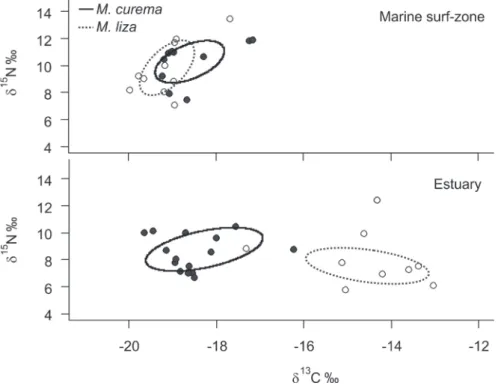 Figure 2. Carbon (δ 13 C) and  nitrogen  (δ 15 N) stable  iso-tope ratios and standard  el-lipse area (SEA) for Mugil  curema (full line) and Mugil  liza (dashed line) individuals  sampled in the marine  surf-zone and in the estuary of  Tramandaí-Armazém  