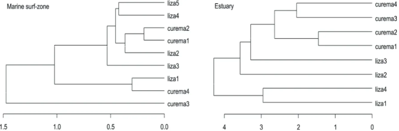 Figure 4. Results of the cluster analysis showing the classification of Mugil curema and M
