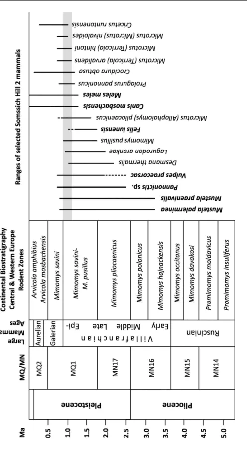 Fig. 48. Ranges of some selected micro- and macromammal taxa of Somssich Hill 2 and the biostratigraphic position of the locality