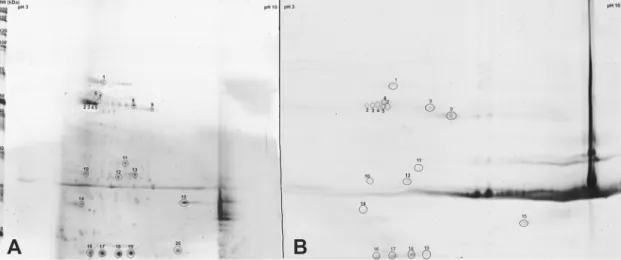 Fig. 2. Two dimensional gels stem from the gently puriﬁed virus samples. Gel (A) represents the protein pattern of the mutant virus (CMV-R3E79R) while gel (B) belongs to the wild type virus (CMV-R)