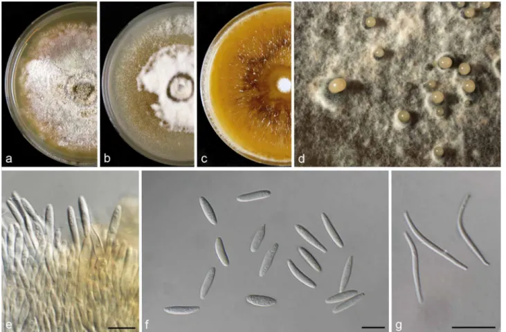 — MycoBank MB823246; Fig. 5