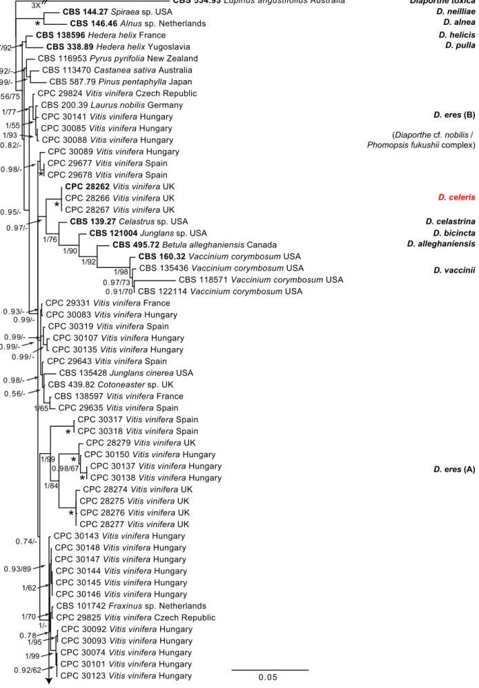 Fig. 1   Consensus phylogram of 86 082 trees resulting from a Bayesian analysis of the combined ITS, tub2, his3, tef1 and cal sequence alignments of the   D