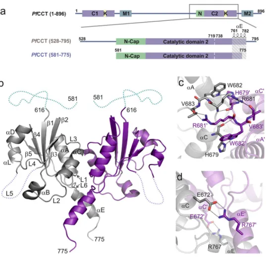 Figure 1.  PfCCT domain organization and structure of PfCCT (581–775) . (a) Domain organization of the full  length PfCCT, PfCCT (528–795)  and PfCCT (581–775)  catalytic domain constructs, lacking a lysine-rich loop between  residues 720–737