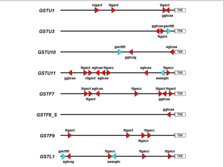 FIGURE 3 | Schematic representation of the disease-related W-box and WT-box cis-regulatory elements in the promoter sequences of eight Arabidopsis thaliana glutathione S-transferase (GST) genes