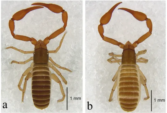 Fig. 7. Bisetocreagris gaoi sp. n.: a = holotype male, habitus, dorsal view; b = paratype female,  habitus, dorsal view