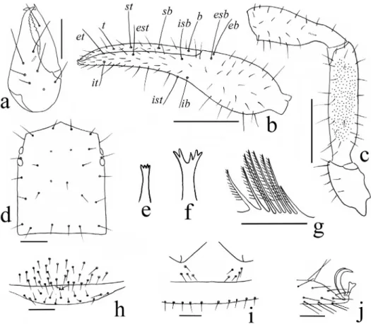 Fig. 8. Bisetocreagris gaoi sp. n., holotype male (Figs a–e, g, h, j), paratype female (Figs f, i): 