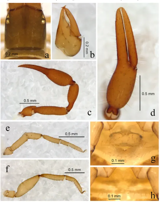 Fig. 9. Bisetocreagris gaoi sp. n., holotype male (Figs a–g), paratype female (Fig. h): a = cara- cara-pace, dorsal view; b = right chelicera, dorsal view; c = right pedipalp, dorsal view; d = right  chela, lateral view; e = leg I, lateral view; f = leg IV