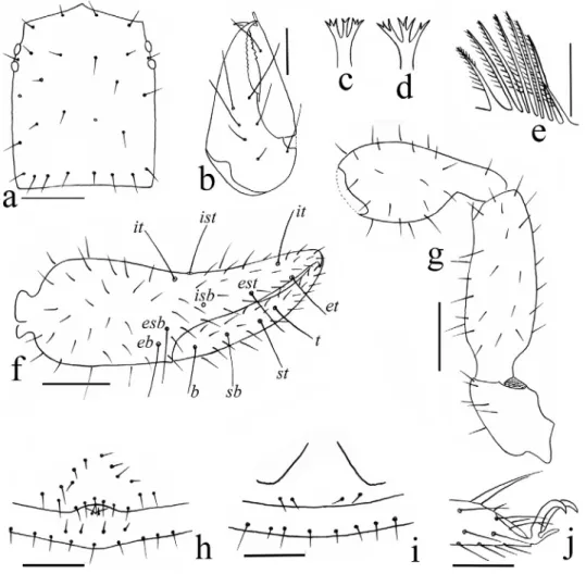 Fig. 2. Bisetocreagris shunhuangensis sp. n., holotype male (Figs. a–c, e–h, j), paratype female  (Figs