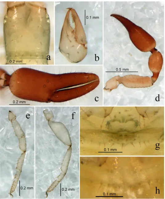 Fig. 3. Bisetocreagris shunhuangensis sp. n., holotype male (Figs a–g), paratype female (Fig
