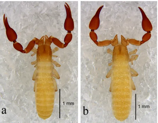 Fig. 4. Bisetocreagris wangi sp. n.: a = holotype male, habitus, dorsal view; b = paratype fe- fe-male, habitus, dorsal view