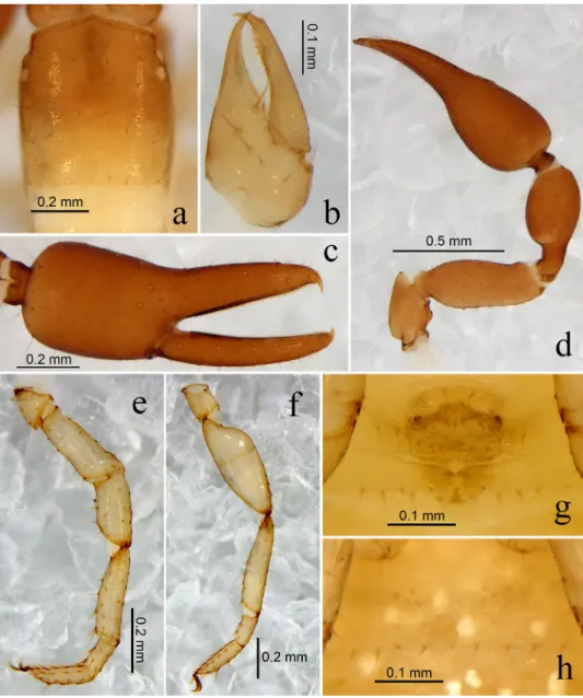 Fig. 6. Bisetocreagris wangi sp. n., holotype male (Figs a–g), paratype female (Fig. h): a =  carapace, dorsal view; b = right chelicera, dorsal view; c = right chela, lateral view; d = right  pedipalp, dorsal view; e = leg I, lateral view; f = leg IV, lat