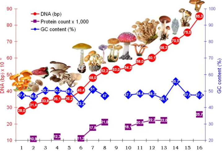 Figure 2b. Genome sizes (DNA bp x 106), GC content of genomic DNS (%), and protein count (x 1,000) of sixteen (1 – 16) gill fungi  (Agaricales) species