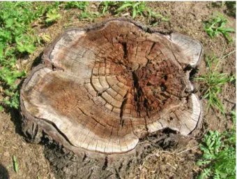 Figure  3a.  Central  (heartwood  /  geszt)  brown-rot  (BR)  (syn.: 