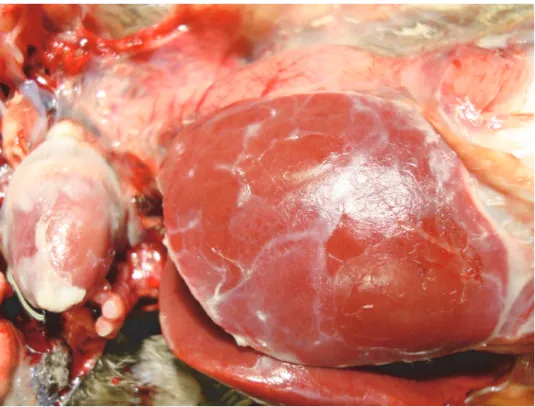 Fig. 3. Fibrinous exudate on the surface of the liver and on the pericardium in a goose 
