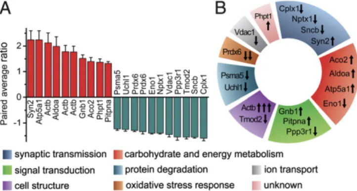 Fig. 3. Results of 2D-DIGE experiments. (A) The extent of protein level changes. As generally used in proteomics and adapted in the DeCyder 2D Differential Analysis software, the paired average ratio accounts for the ratio of protein levels in C1q-tagged a