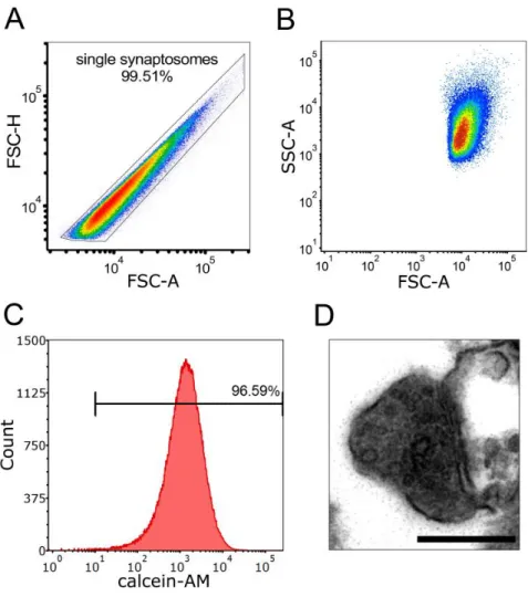 Fig.  S2.  Flow  cytometry  analysis  and  sorting  of  synaptosomes.  (A)  Synaptosomes  were  analyzed  individually  without  the  presence  of  aggregates,  as  plotting  their  forward  light  scatter  area  (FSC-A)  signal  against  their  forward  l